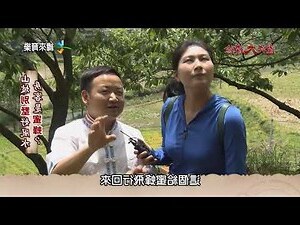 蜂窩 風水